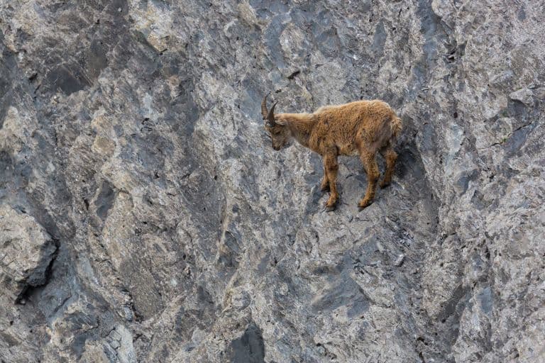 Alpine Ibex on a cliff face!