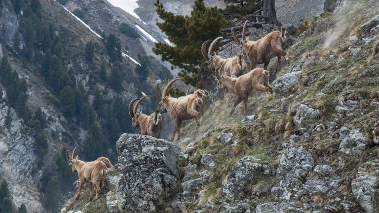 Alpine Ibex in the mountains