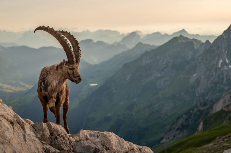 11 Amazing Alpine Ibex Facts - Fact Animal