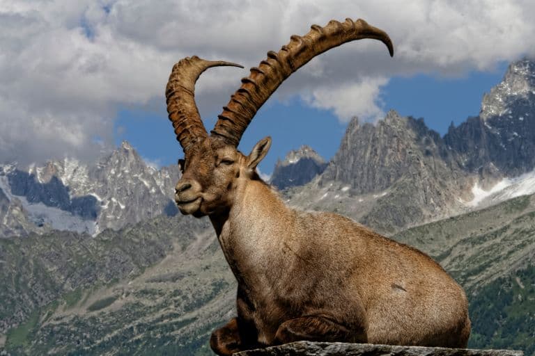 Alpine Ibex horns