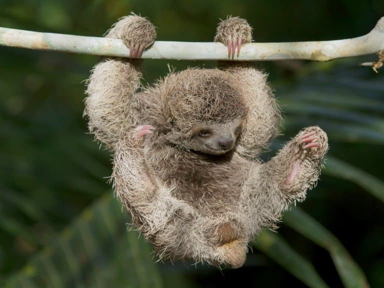 Baby Sloth hanging from tree