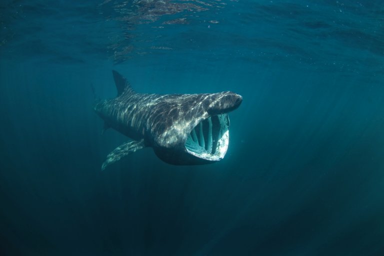 Basking Shark Facts