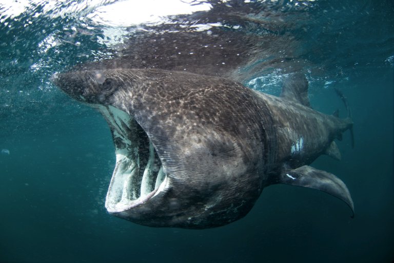 Basking Shark Mouth Wide Open