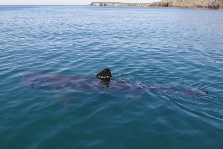 Basking Shark migrating
