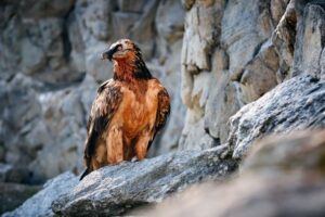 14 Bearded Vulture Facts - Fact Animal