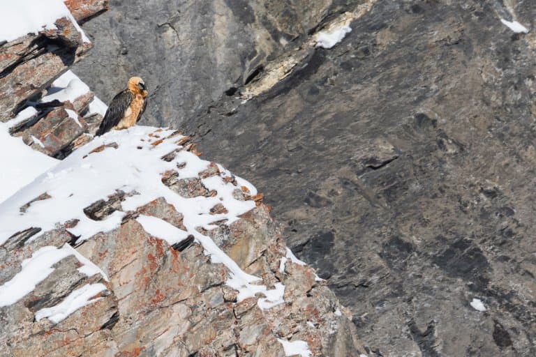 Bearded Vulture sat on a cliff