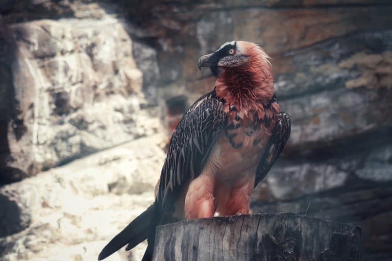 Bearded Vulture with red feathers