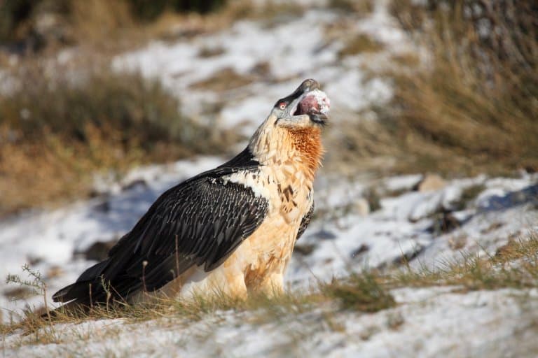 Bearded Vulture eating bone!