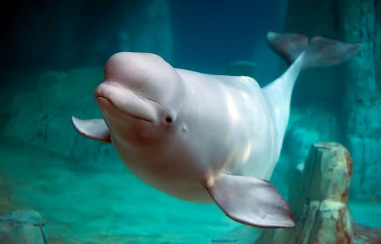 Beluga Whale Facts