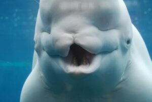 12 Beluga Whale Facts You Need To Know - Fact Animal