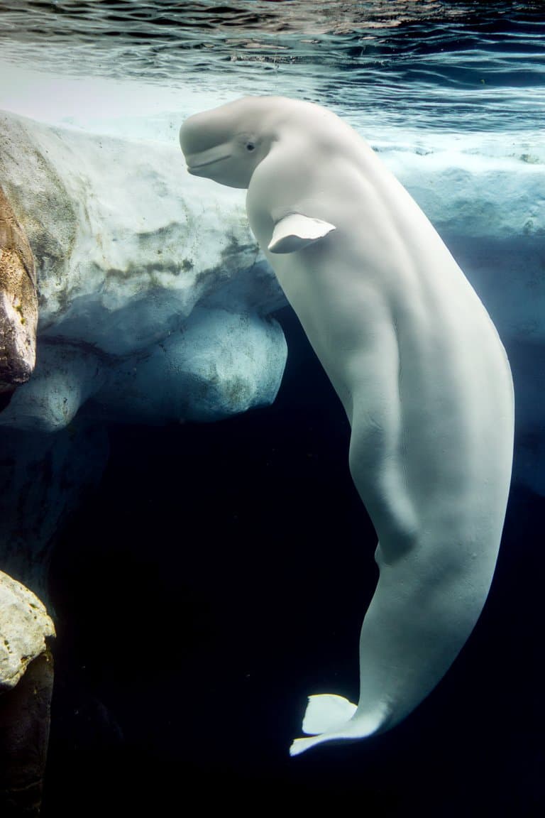 Beluga Whale without dorsal fin