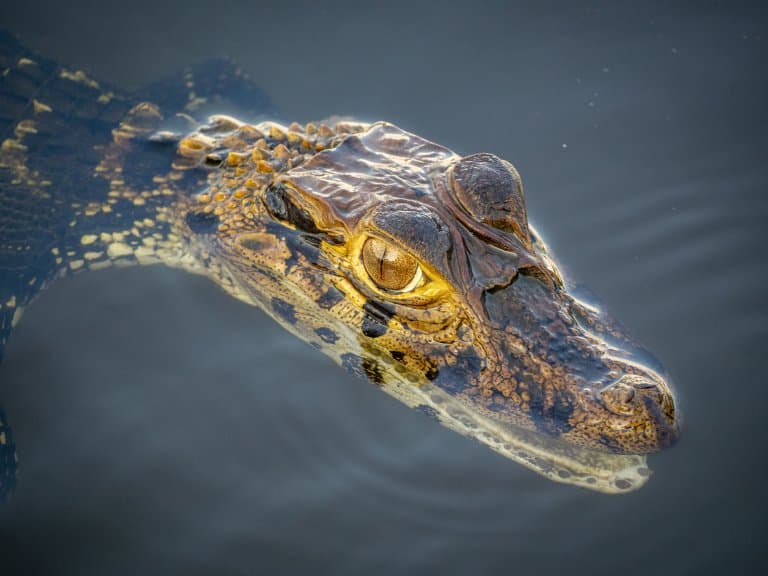 Black caiman in freshwater lake