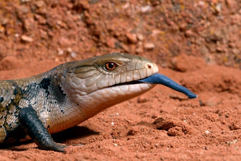 blue-tongued skink facts
