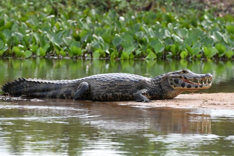caiman facts