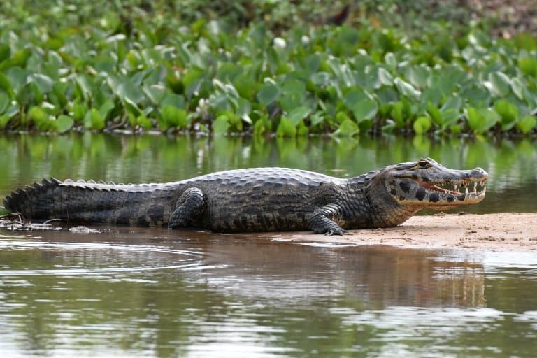 Caiman vs. Alligator - Can You Tell the Difference? 5 Main Differences  Explained - AZ Animals