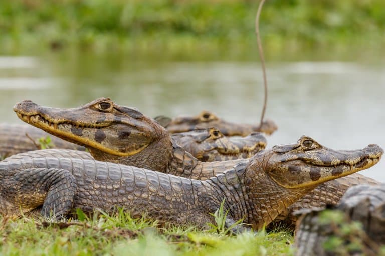 caimans near water