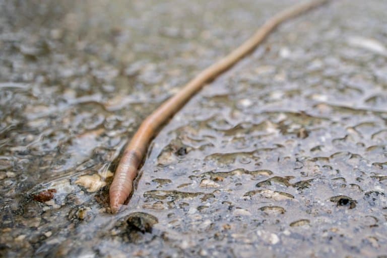Earthworm on surface