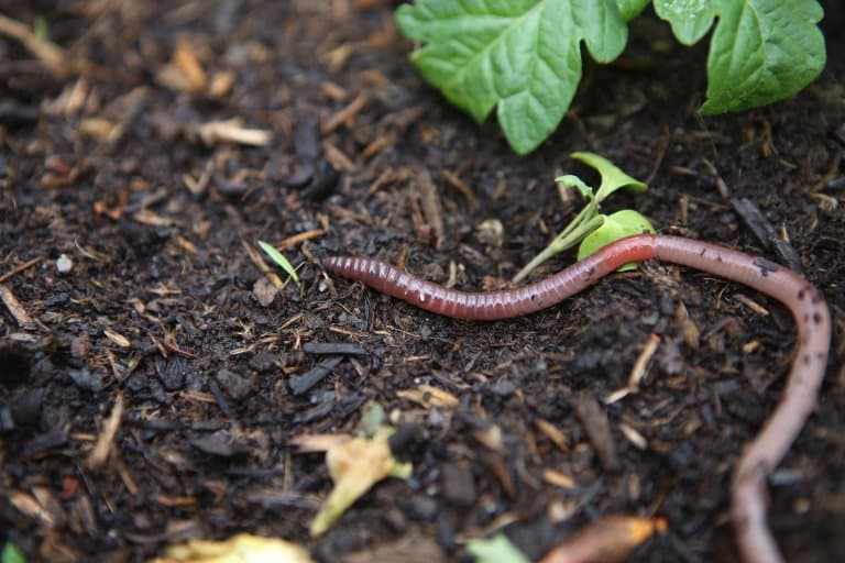 Earthworm Facts