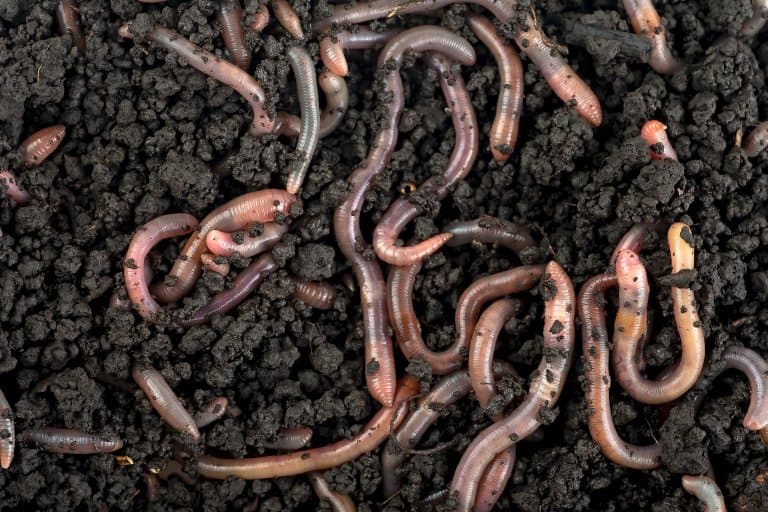 Earthworm group