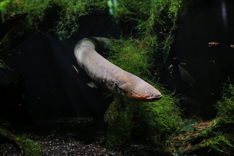 Electric Eel Facts