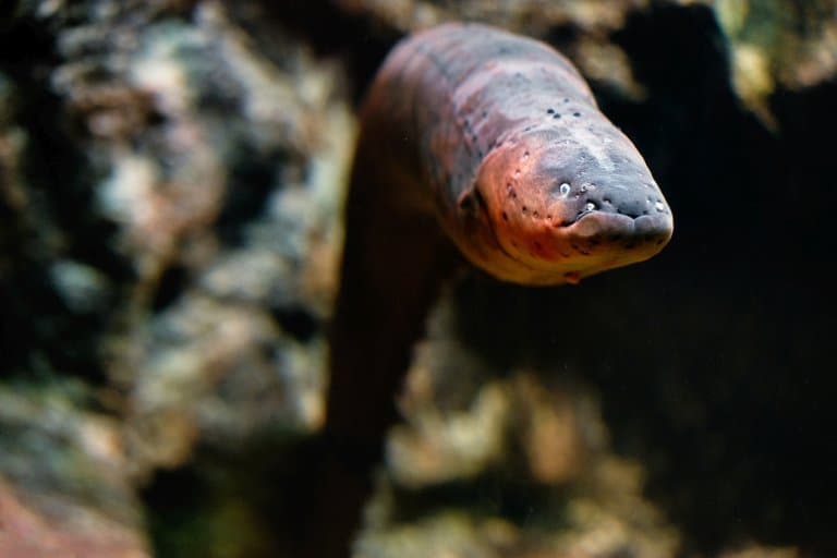 Electric Eel With Anus on its chin!