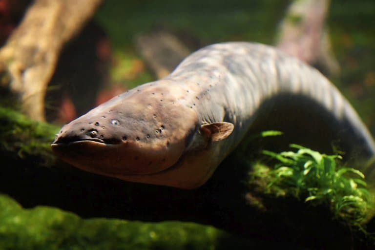 12 Shocking Electric Eel Facts - Fact Animal