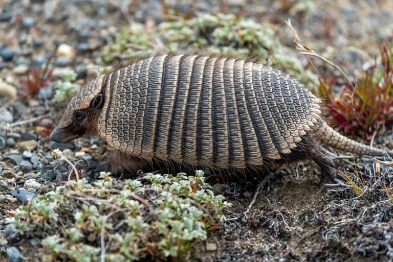 hairy armadillo