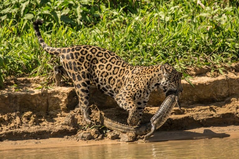 Jaguar killing Caiman