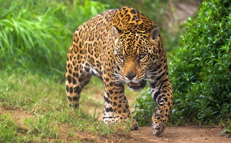 14 Jaw-some Jaguar Facts - Fact Animal