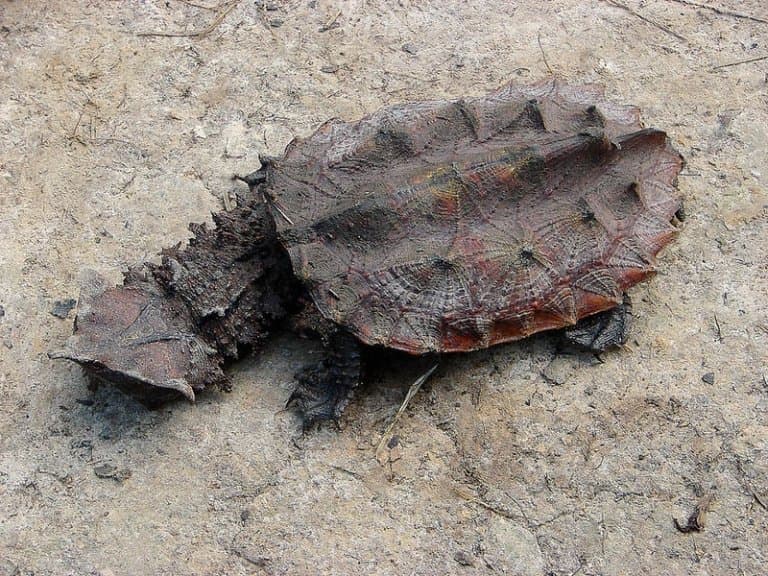 9 Weird Mata Mata Turtle Facts - Fact Animal