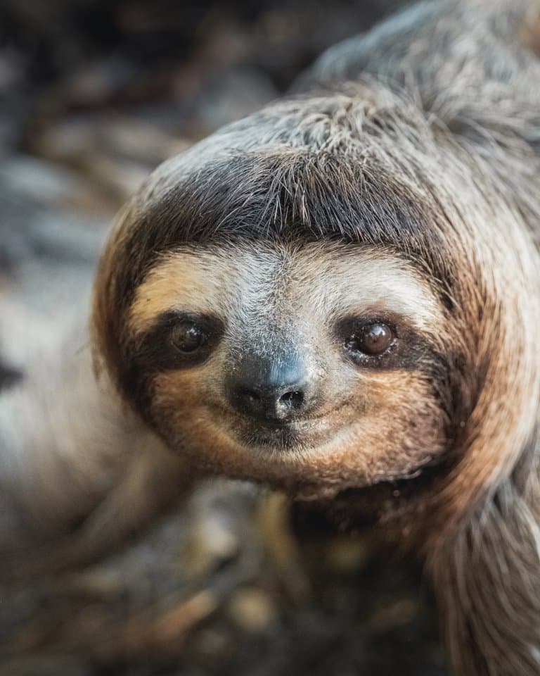 Pygmy sloth!