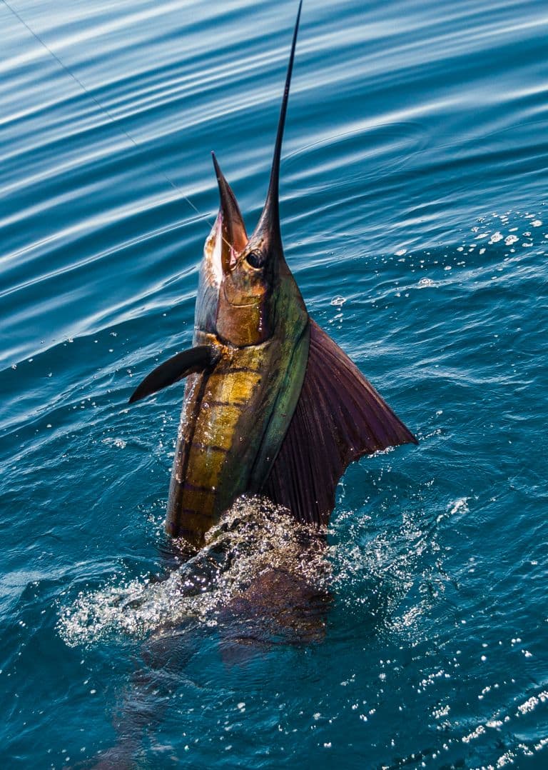 sailfish caught