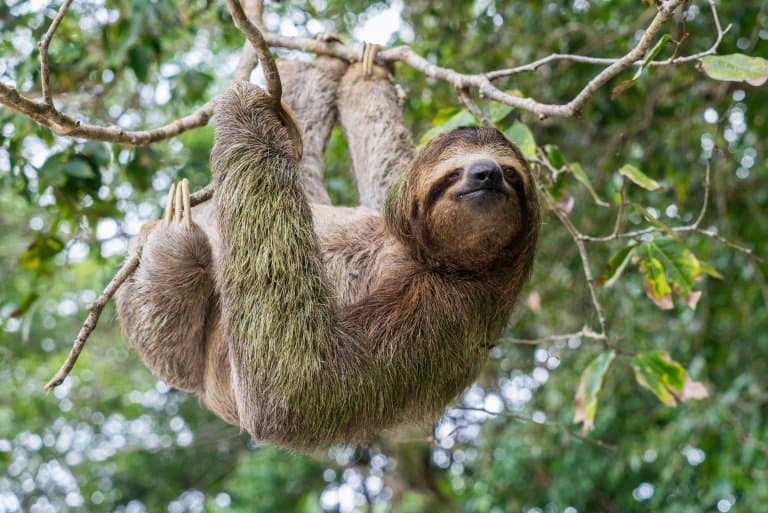 Sloth covered in algae