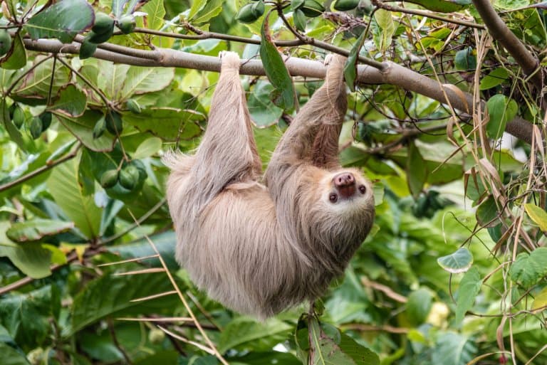 Sloth hanging upside down