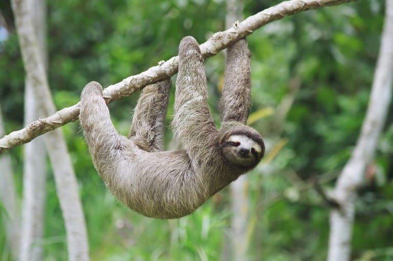 Sloth