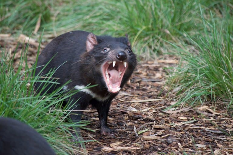 tasmanian devil mouth open!