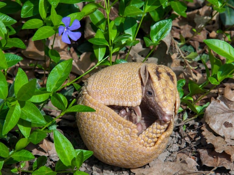 three banded armadillo