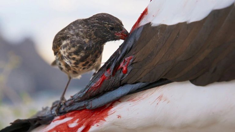 Vampire Ground Finch Facts