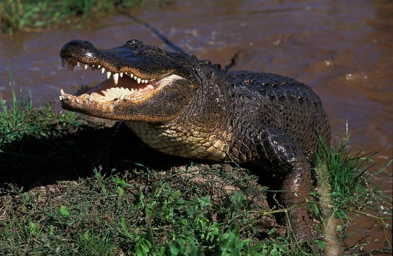 alligator teeth