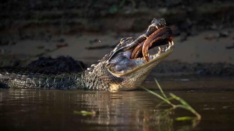 alligator eating fish!