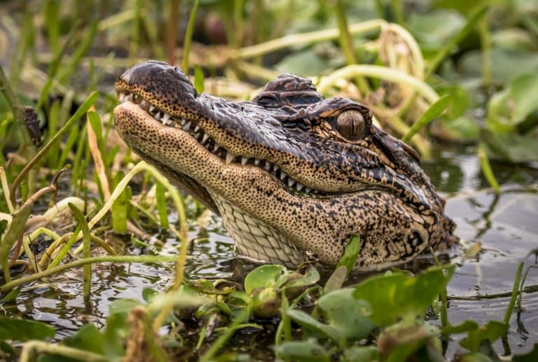 Caiman vs. Alligator - Can You Tell the Difference? 5 Main Differences  Explained - AZ Animals