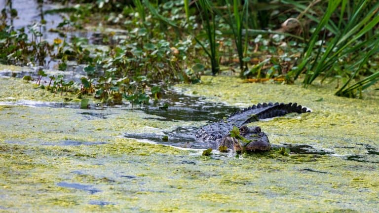 alligator hiding in swamp