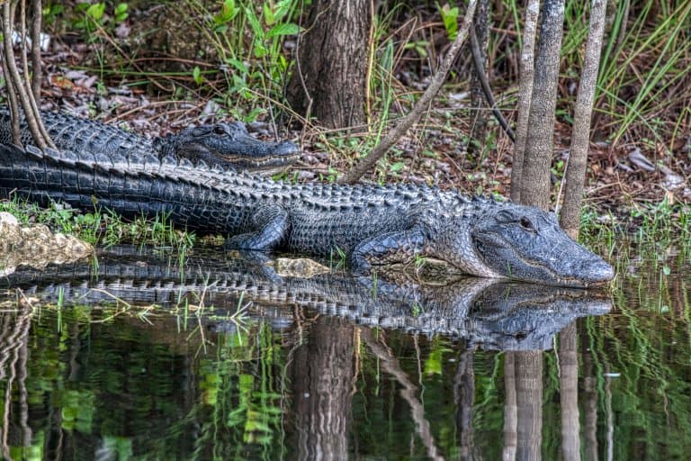 alligator group