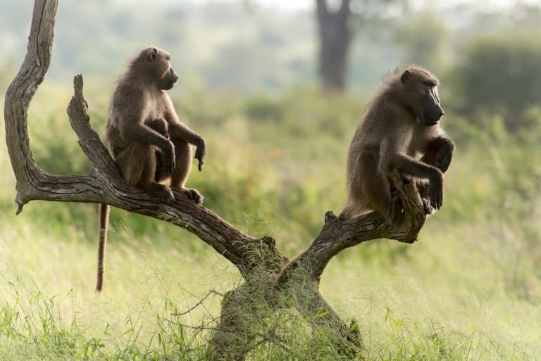 baboon sitting in tree