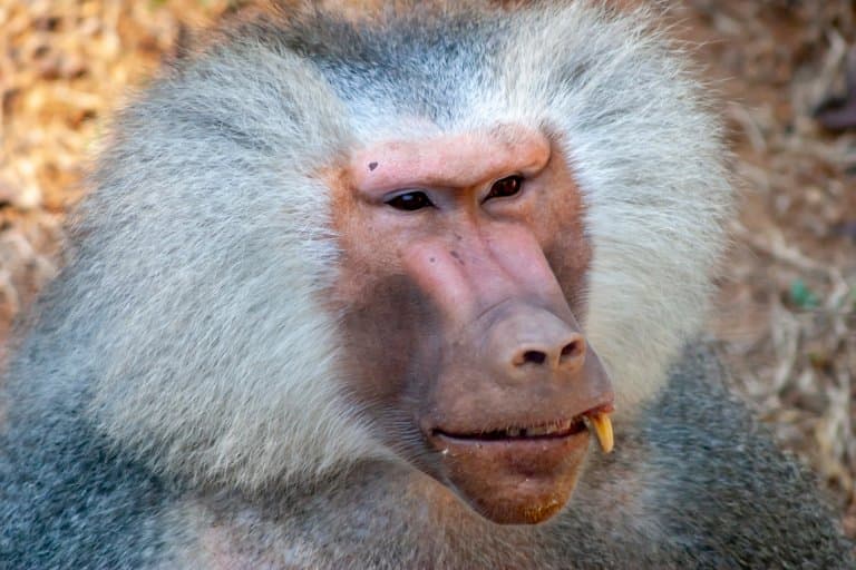 baboon old school monkey