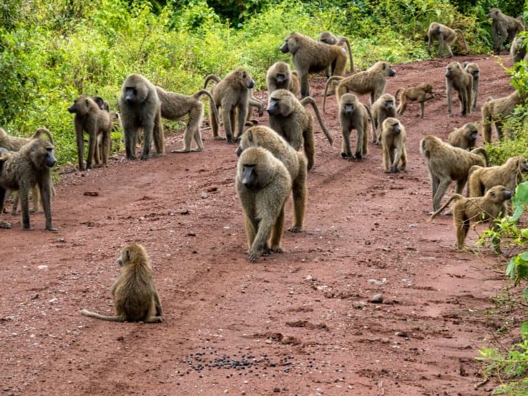 14 Baboon Facts Fact Animal