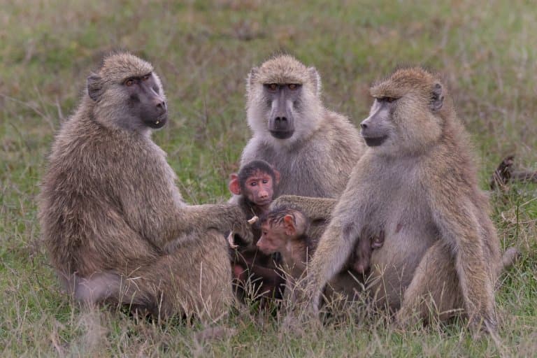baboons with infants