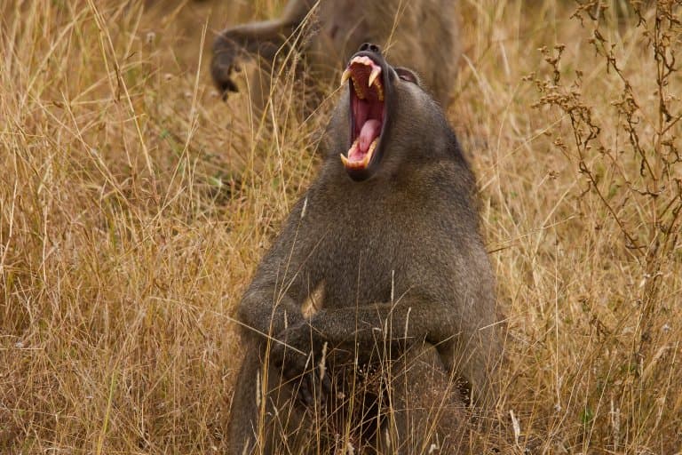 baboon yawning teeth