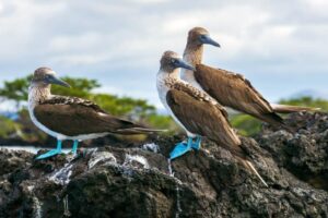 17 Blue-Footed Booby Facts - Fact Animal