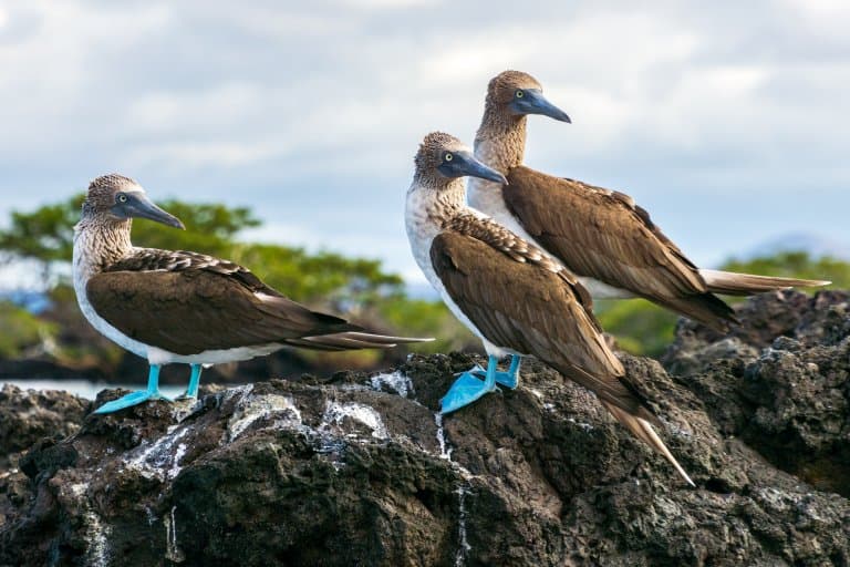 Blue-Footed Boobies Cliff